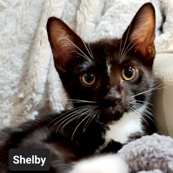 Shelby 1