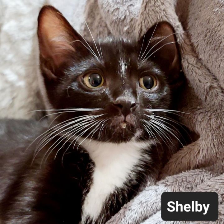 Shelby 2