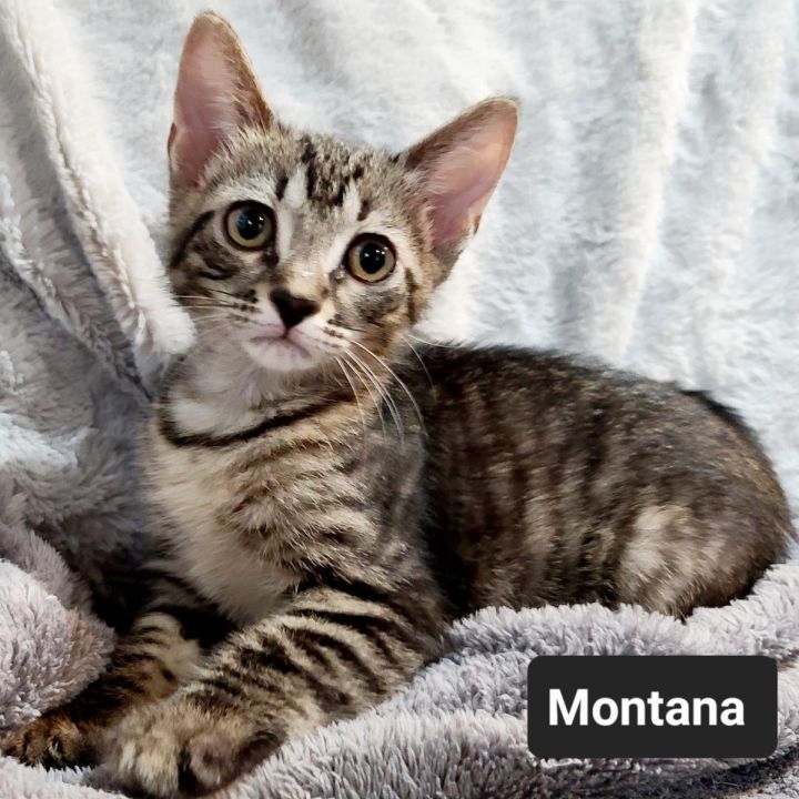 Montana 1