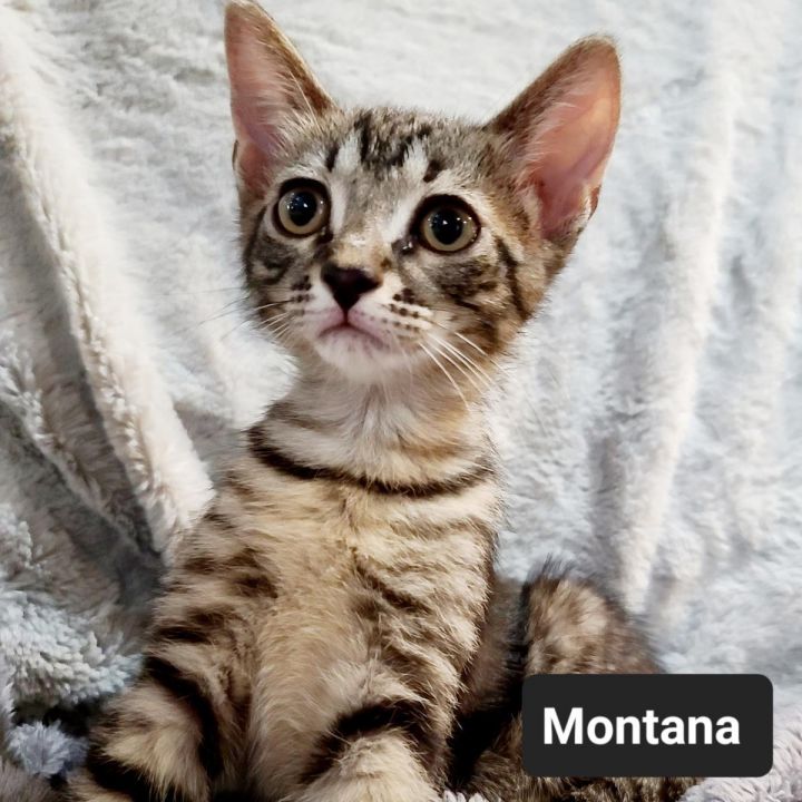 Montana 2