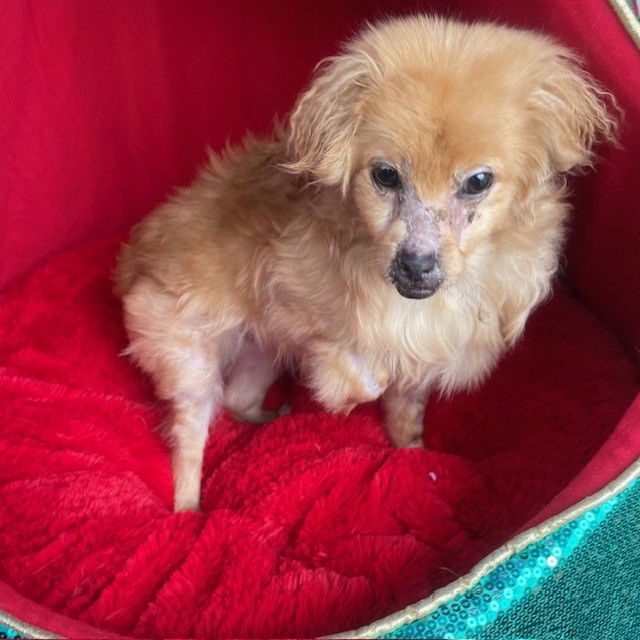 Maple, an adoptable Pomeranian in Costa Mesa, CA, 92627 | Photo Image 1