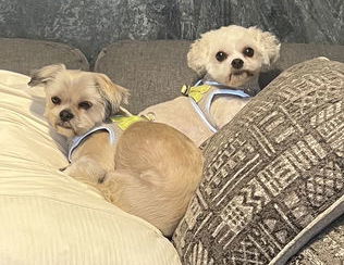 Gizmo and Levi - BONDED PAIR