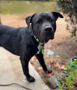 Meet Donut Duncan Donut Duncan is a goofy loving boy with a great big smile He loves people and b