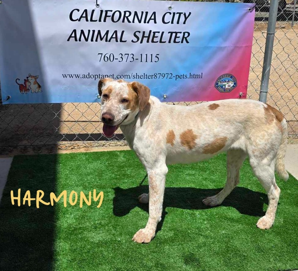 Harmony, an adoptable Foxhound, English Pointer in California City, CA, 93505 | Photo Image 1
