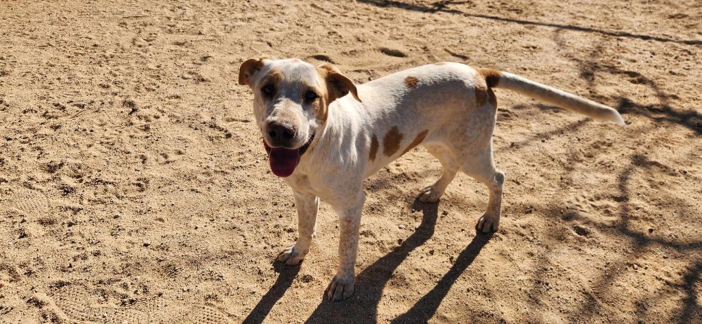 Harmony, an adoptable Foxhound, English Pointer in California City, CA, 93505 | Photo Image 2