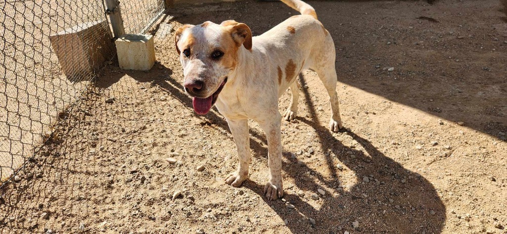 Harmony, an adoptable Foxhound, English Pointer in California City, CA, 93505 | Photo Image 3