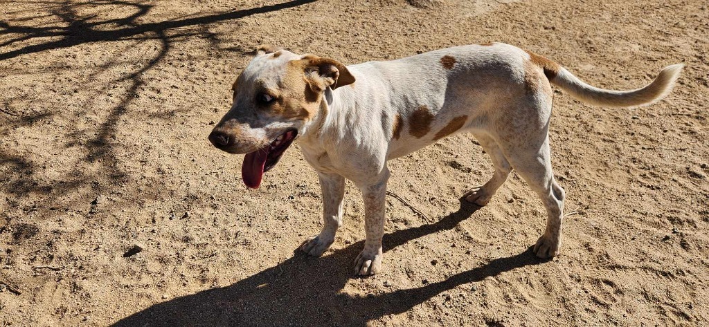 Harmony, an adoptable Foxhound, English Pointer in California City, CA, 93505 | Photo Image 4