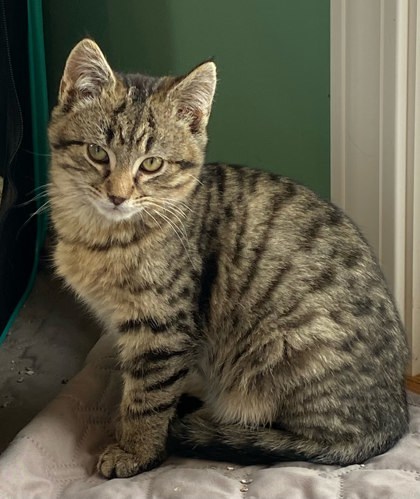 Merlin