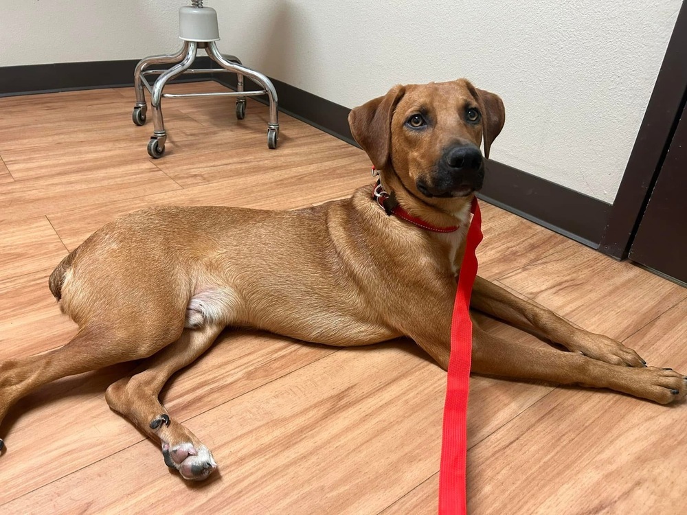 Dilly, an adoptable Bloodhound in Colorado Springs, CO, 80928 | Photo Image 2