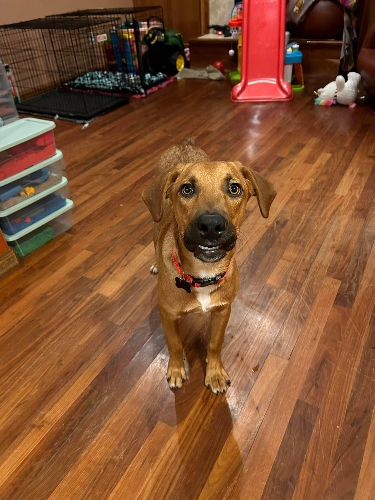 Dilly, an adoptable Bloodhound in Colorado Springs, CO, 80928 | Photo Image 3