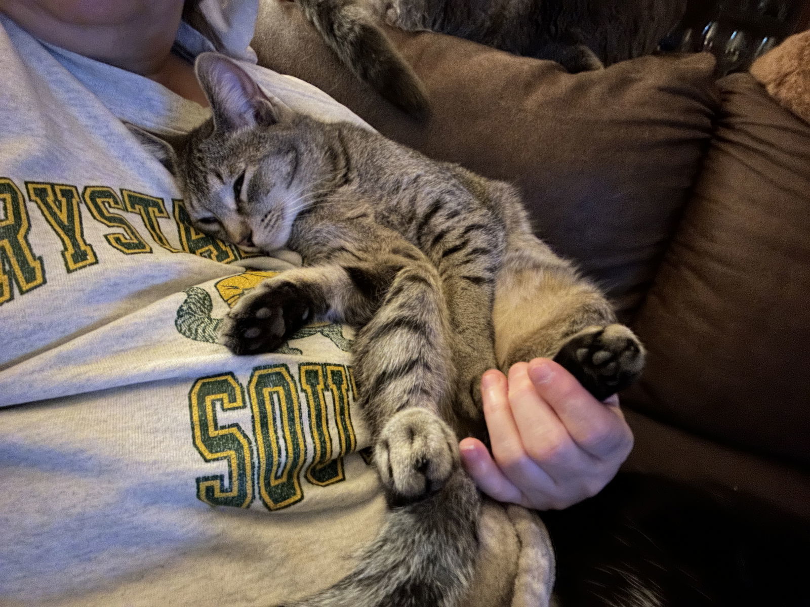 Pisces, an adoptable Tabby in Kohler, WI, 53044 | Photo Image 1