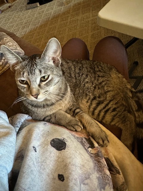 Pisces, an adoptable Tabby in Kohler, WI, 53044 | Photo Image 2