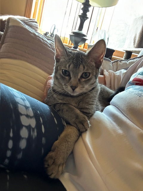 Pisces, an adoptable Tabby in Kohler, WI, 53044 | Photo Image 3