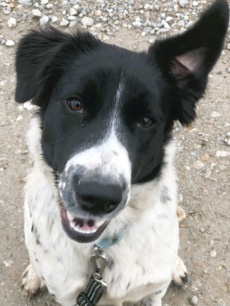 Lacy, an adoptable Border Collie, Setter in Green Ridge, MO, 65332 | Photo Image 1