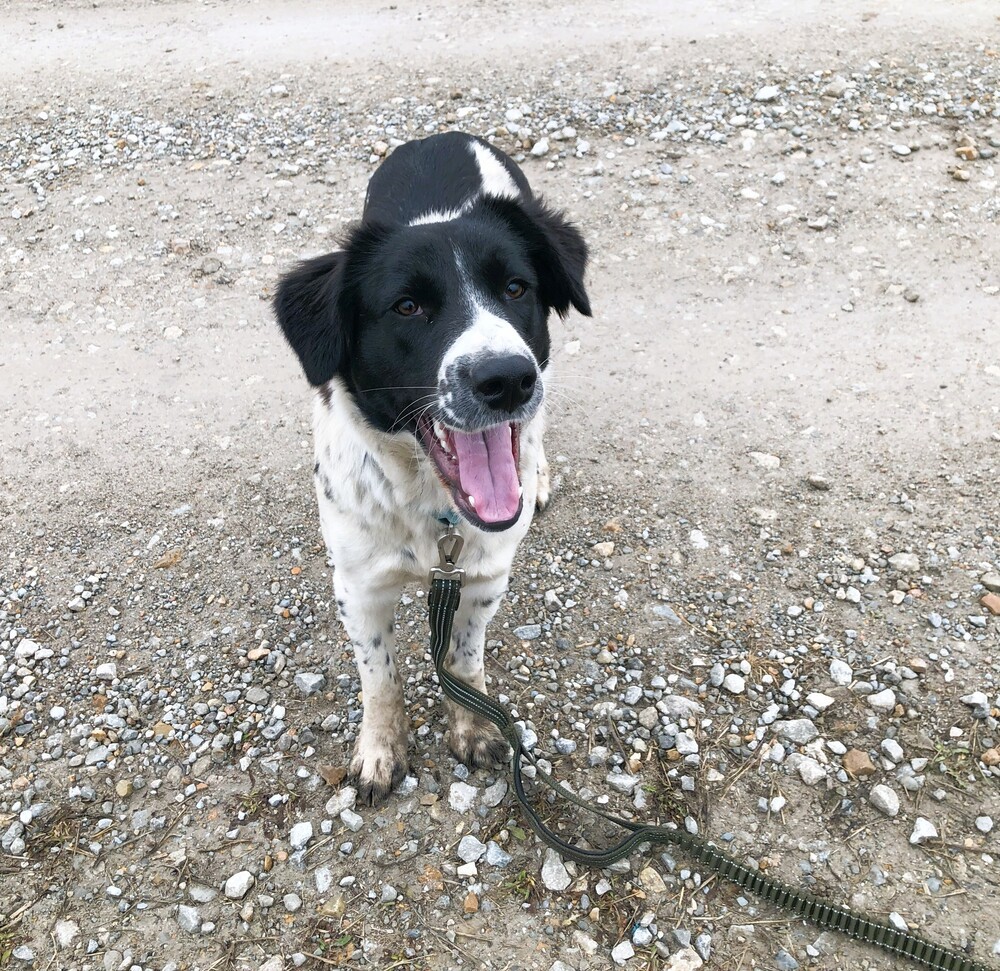 Lacy, an adoptable Border Collie, Setter in Green Ridge, MO, 65332 | Photo Image 2