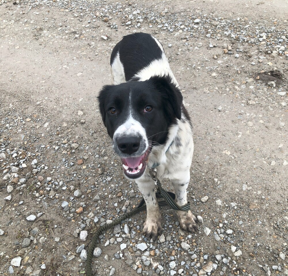 Lacy, an adoptable Border Collie, Setter in Green Ridge, MO, 65332 | Photo Image 3