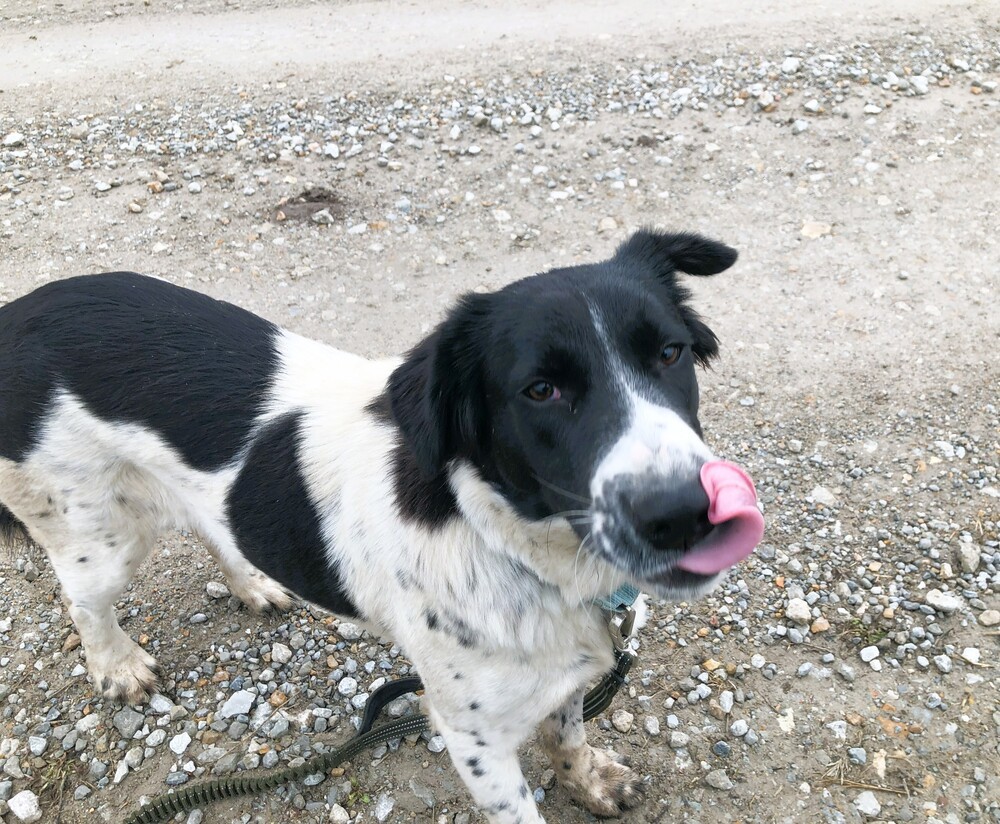 Lacy, an adoptable Border Collie, Setter in Green Ridge, MO, 65332 | Photo Image 4