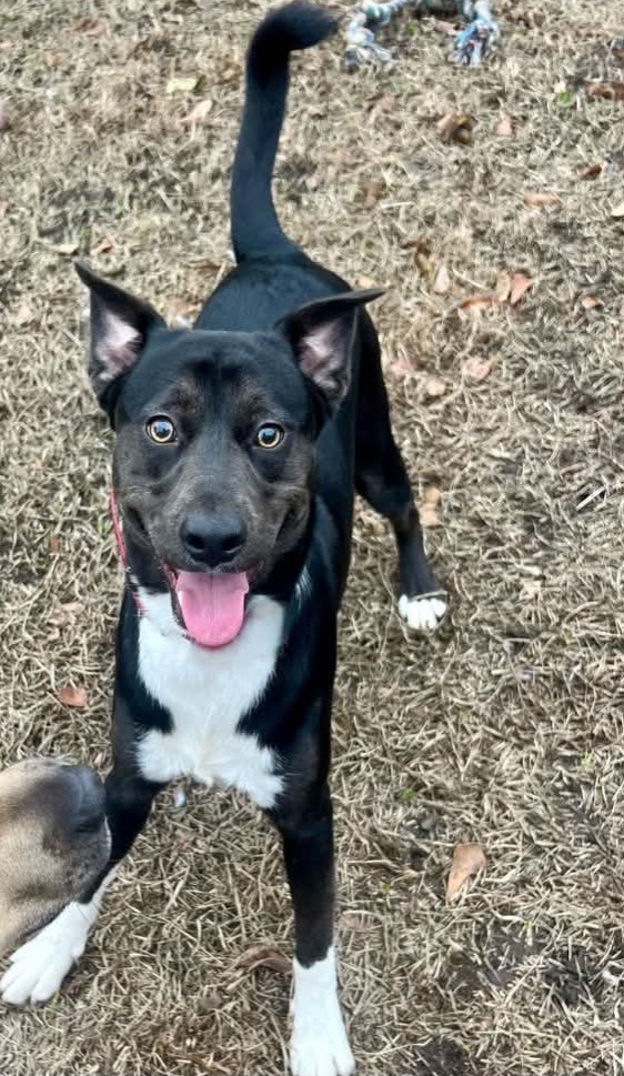 Bruno, an adoptable Shepherd in New Bern, NC, 28563 | Photo Image 1