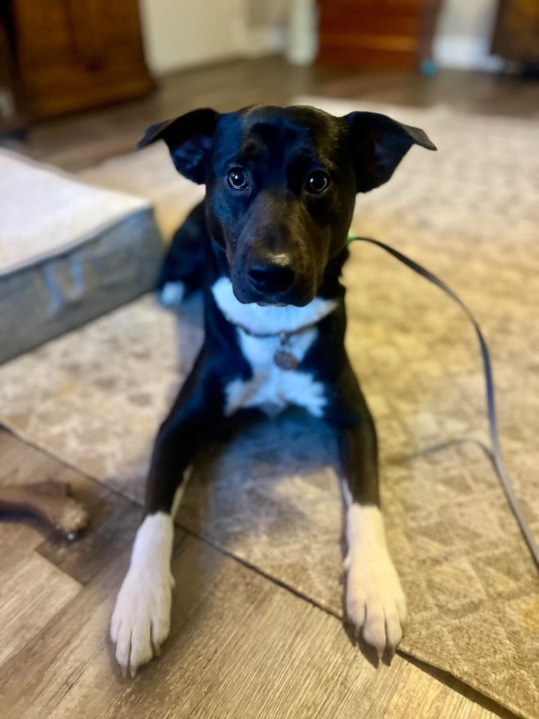 Bruno, an adoptable Shepherd in New Bern, NC, 28563 | Photo Image 2