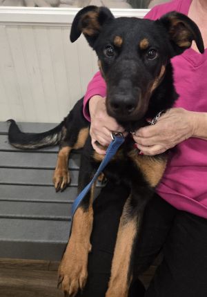 Introducing STAR This beauty is a friendly playful girl who loves kids adults and dogs of all kin