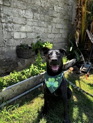 Eugenio Labrador Retriever Dog