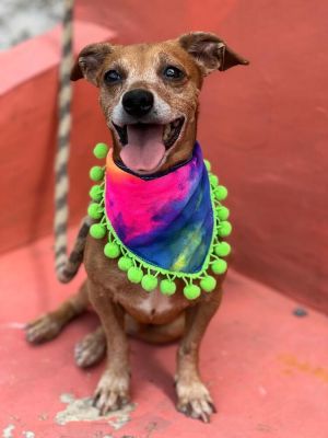 Meet Maxesote Maxesote is a sweet and affectionate 3-year-old male rat terrierchi mix with a charm
