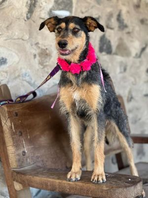 Name Fara Breed Airedale Terrier mix Sex Female Age 15 years old Size Medium 13 kg Fara is as 