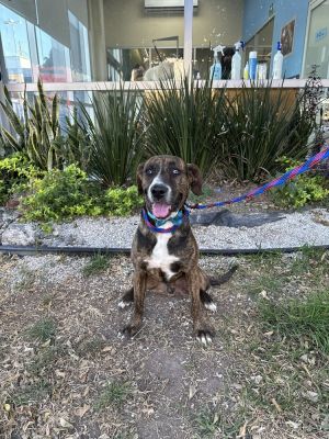 Name Gaston Breed LabPointer Mix Gender Male About Gaston Gaston is a 4-year-old LabPointer mi