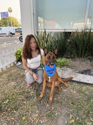 Name Magno Breed Belgian Maloinis Gender Male About Magno Introducing Magno a remarkable 2-year