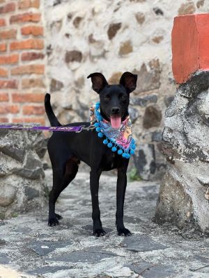 Name Morgan Gender Male Age Apx 1 year Breed ChihuahuaCarolina Mix Size Small Color Black Wei