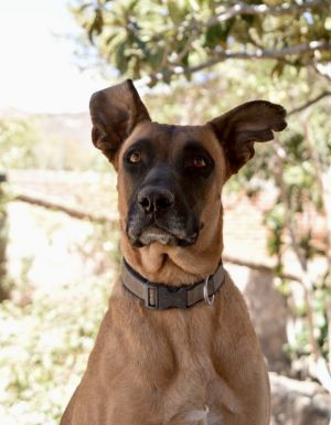 Name Nova Breed Great Dane Mix Gender Female About Nova Introducing Nova an approximately 1-yea