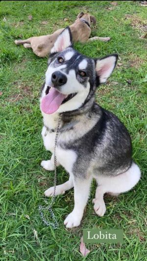 Name Wolf Breed Husky Mix Sex Female Age two years old Size Medium 33 pounds Wolf is a beautifu