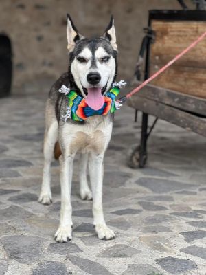 Name Jackson Breed HuskyShepherd Mix Gender Male About Jack Introducing Jack the 2-year-old Hu