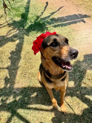 Name Elektra Breed German Shepherd Mix Gender Female About Elektra Say hello to Elektra the 5-y