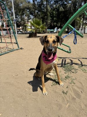 Meet Keyla Keyla is a stunning 3-year-old female German Shepherd mix with short hair and a sleek m