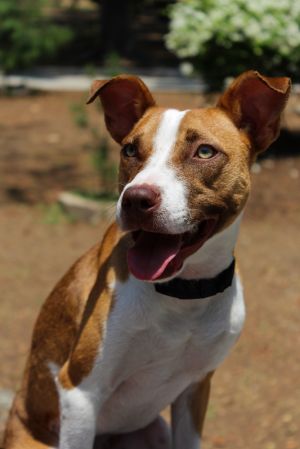 Meet Molly a happy high-energy pup with a playful heart and a fiercely loyal spirit This sweet gir