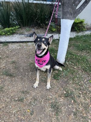 Dog Name Kira Age 1 year Gender Female Breed Cattle Dog mix Good with dogs Yes Has leash experi