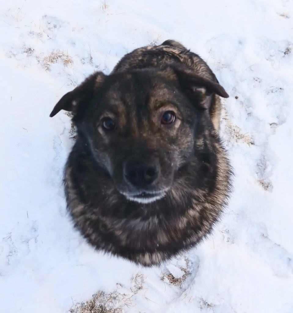 Mishka, an adoptable Keeshond in Minneapolis, MN, 55419 | Photo Image 1