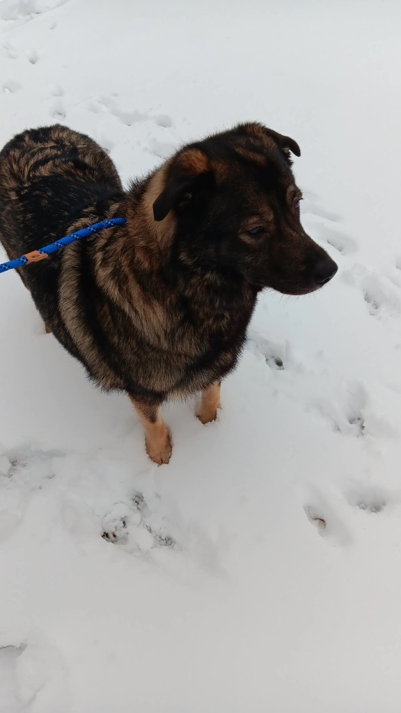 Mishka, an adoptable Keeshond in Minneapolis, MN, 55419 | Photo Image 2