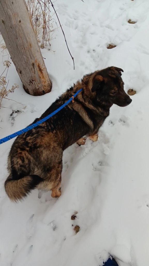 Mishka, an adoptable Keeshond in Minneapolis, MN, 55419 | Photo Image 3