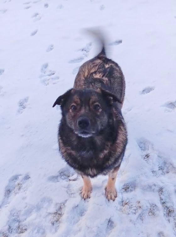 Mishka, an adoptable Keeshond in Minneapolis, MN, 55419 | Photo Image 5