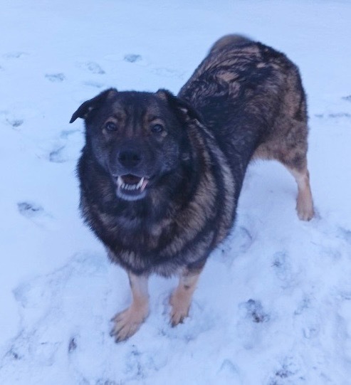 Mishka, an adoptable Keeshond in Minneapolis, MN, 55419 | Photo Image 6