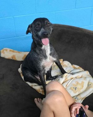 You can fill out an adoption application online on our official websiteBetty2 TX is a female labr