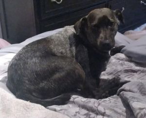 You can fill out an adoption application online on our official websiteBetty2 TX is a female labr