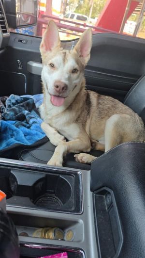 You can fill out an adoption application online on our official websiteBunny TX is a male Husky m