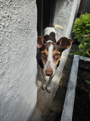 Tete (TX) Terrier Dog