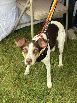 You can fill out an adoption application online on our official websiteTete TX is a female terrie
