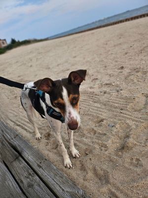 You can fill out an adoption application online on our official websiteTete TX is a female terrie