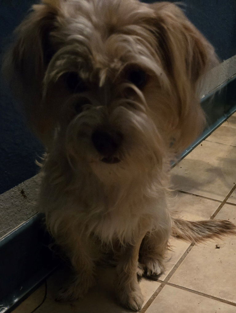 Lady Bug, an adoptable Schnauzer, Norfolk Terrier in San Antonio, TX, 78251 | Photo Image 1