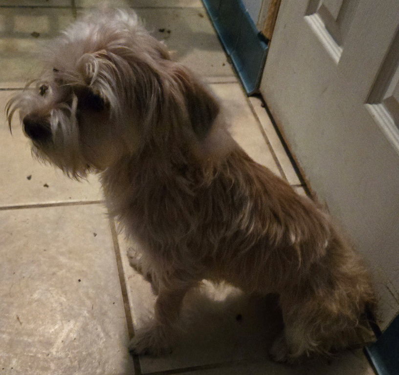 Lady Bug, an adoptable Schnauzer, Norfolk Terrier in San Antonio, TX, 78251 | Photo Image 2